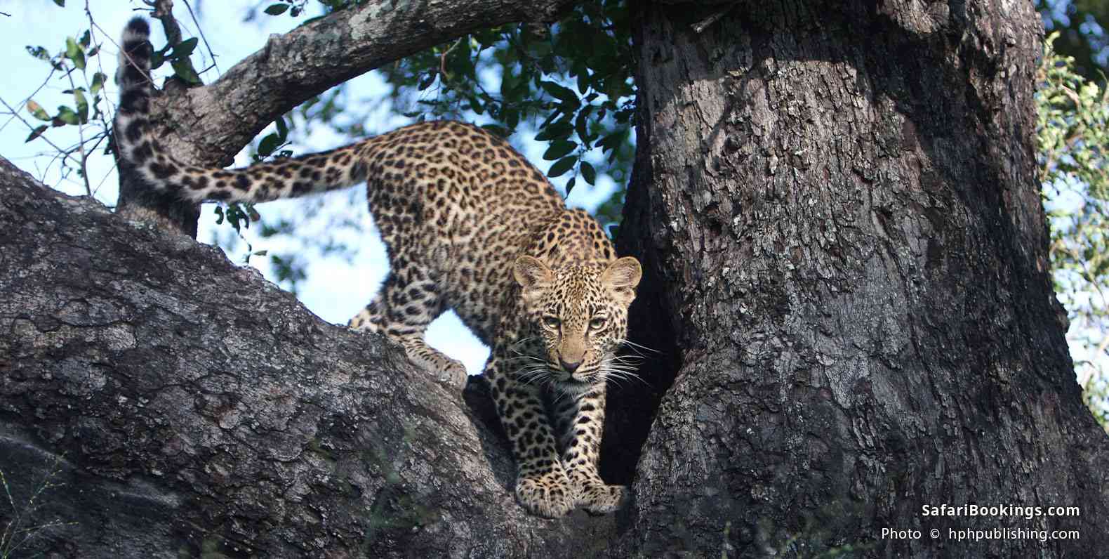 Leopard