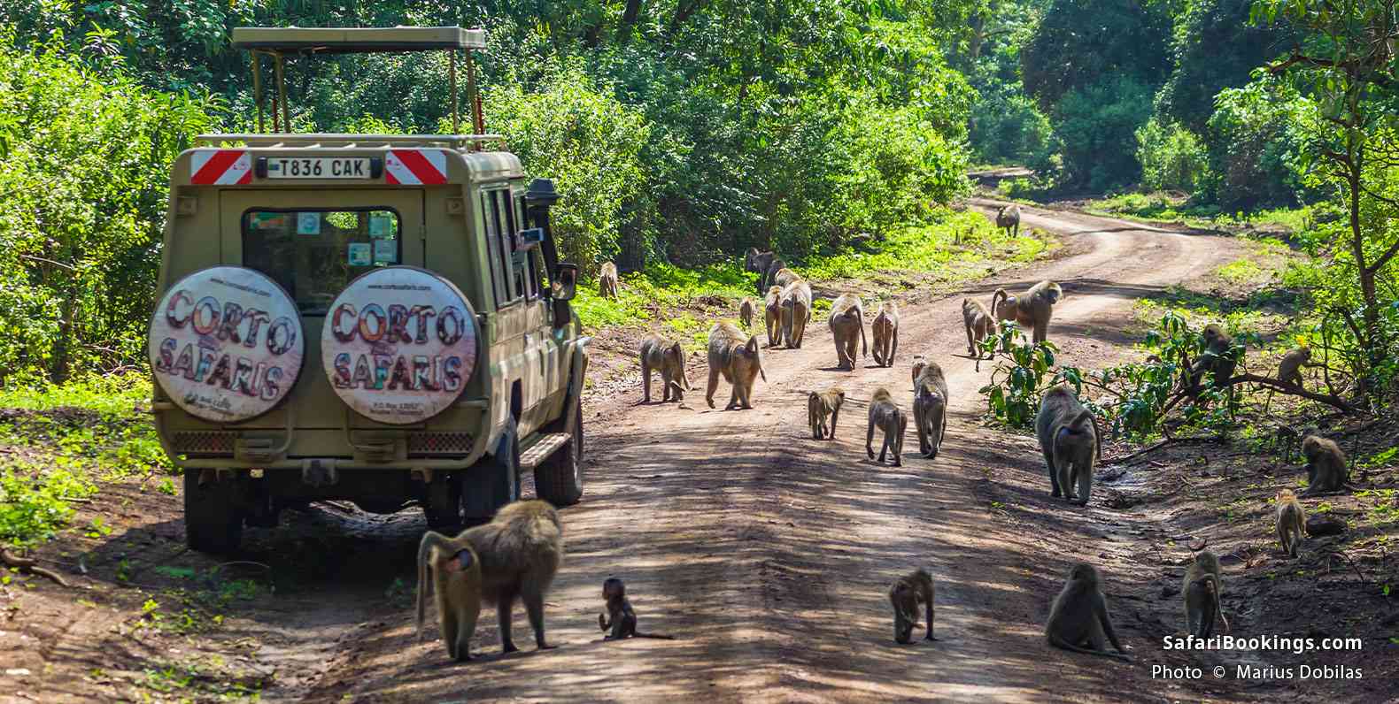 Olive baboons on the road next to a safari vehicle