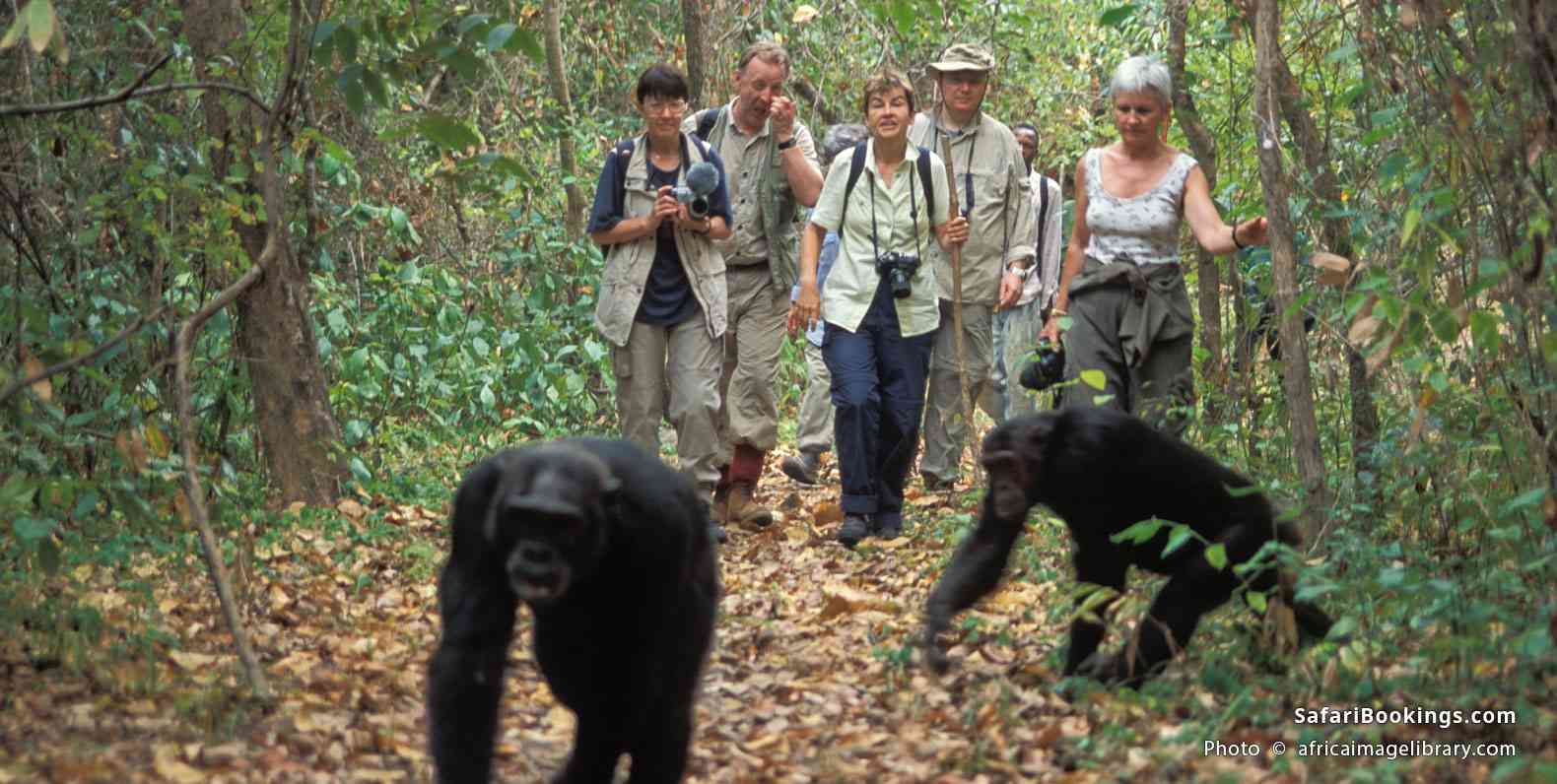 Chimpanzee tracking