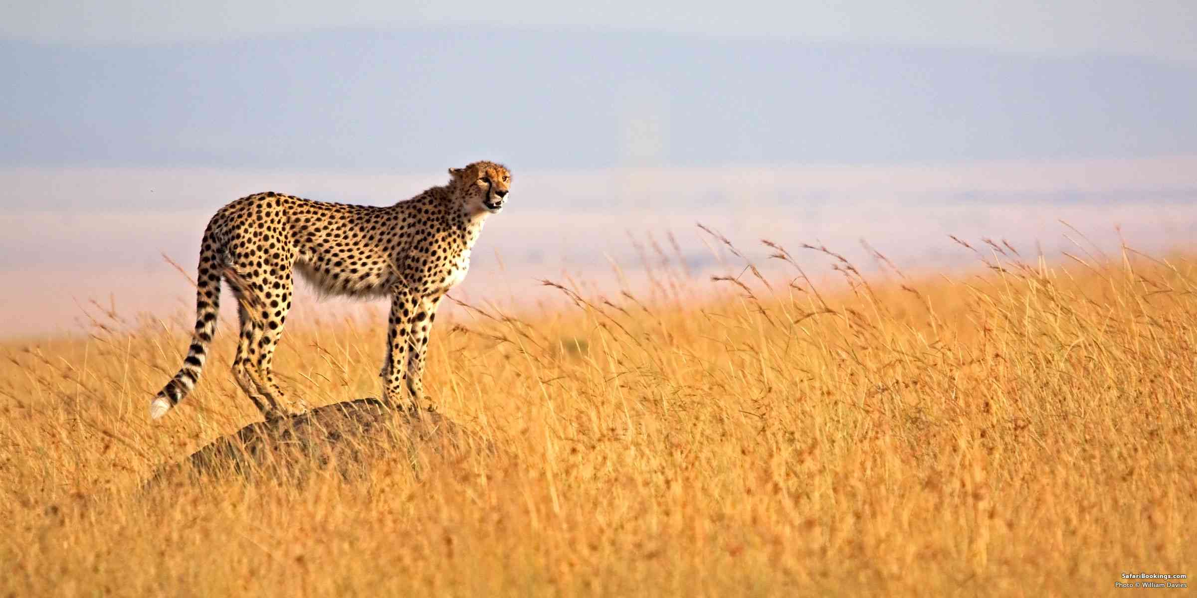 5 Fascinating Facts About the Cheetah