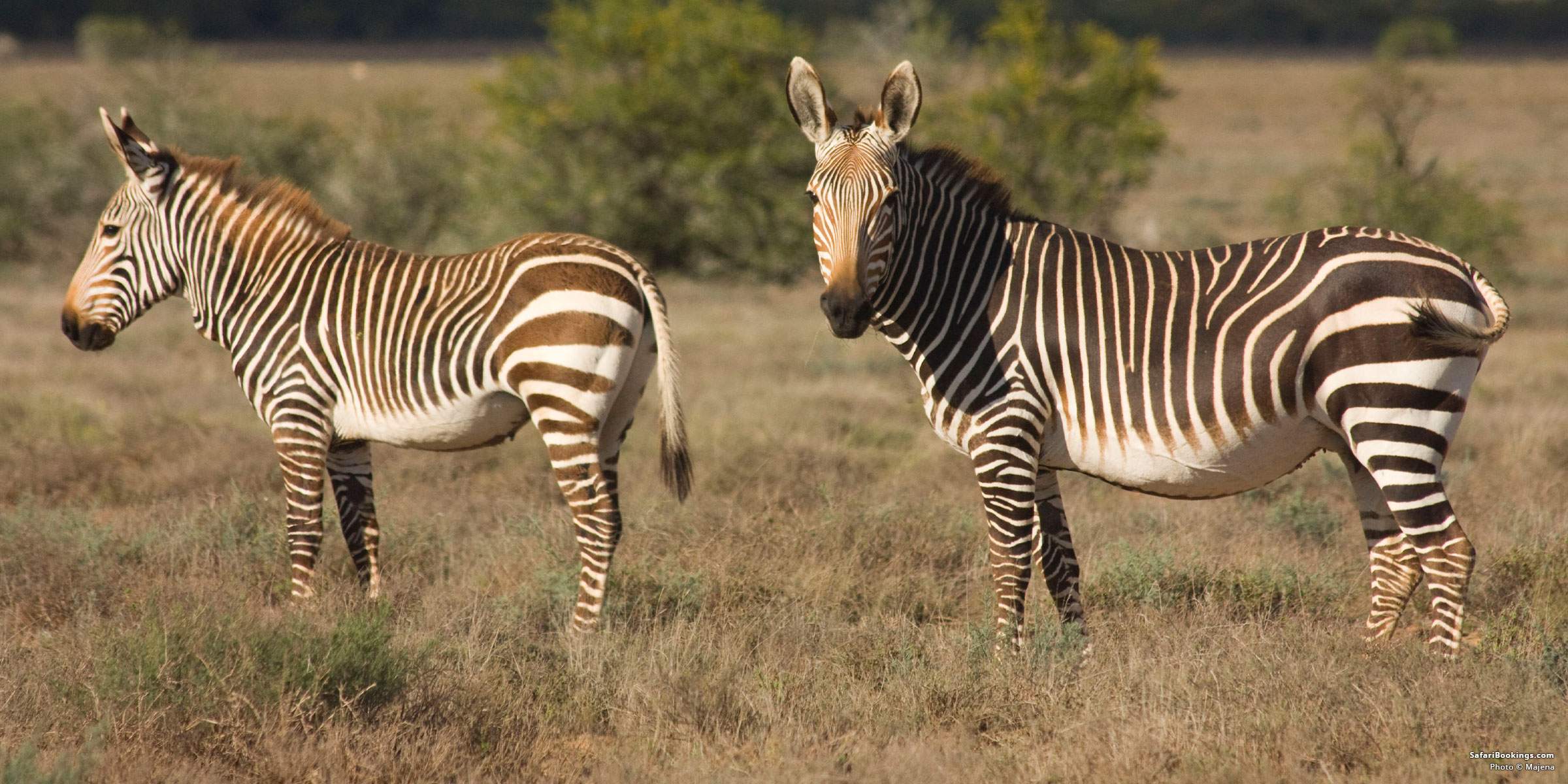 Top 8 Best Malaria-free Game Reserves in South Africa