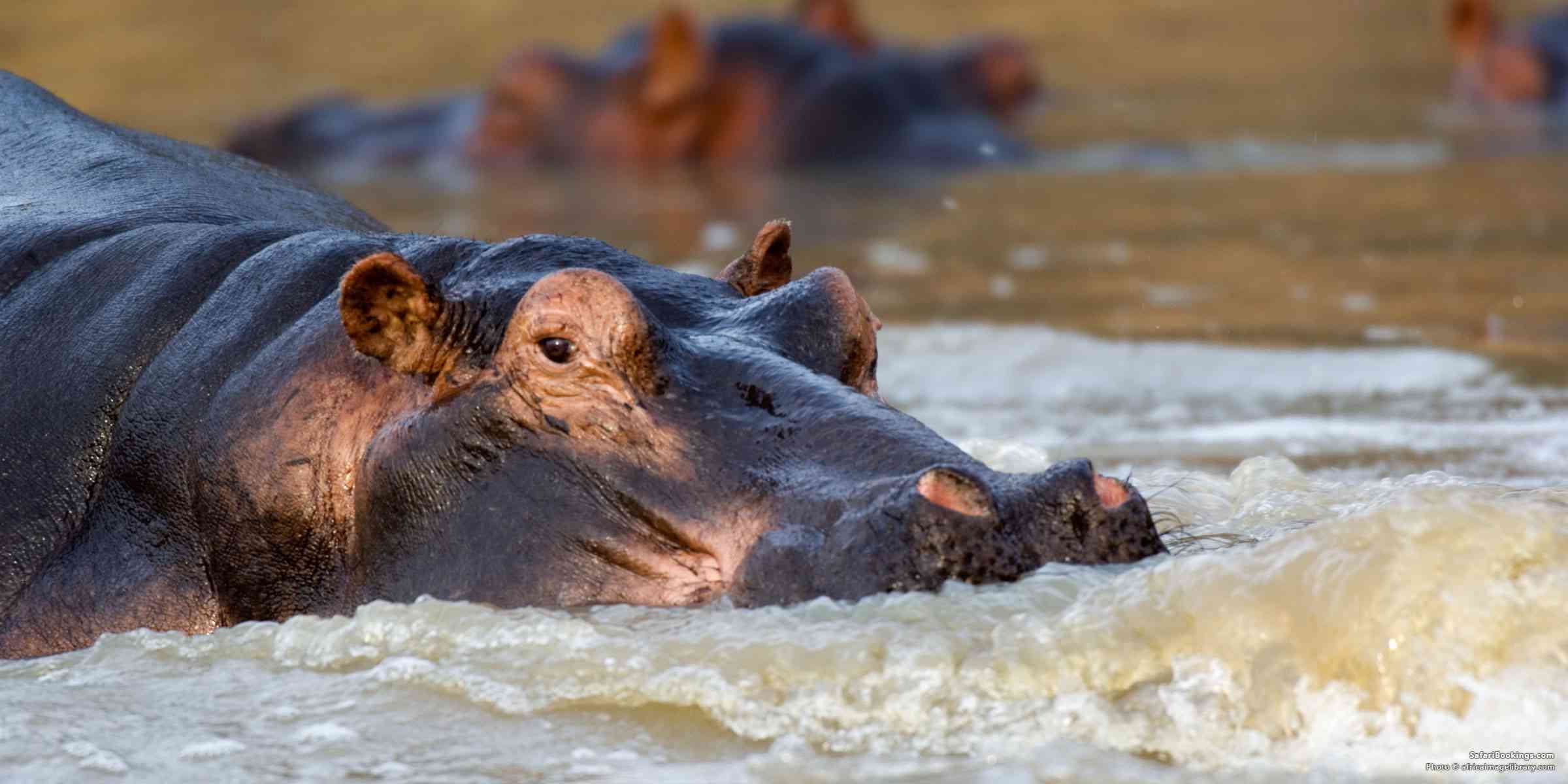 5 Fascinating Facts About the Hippo