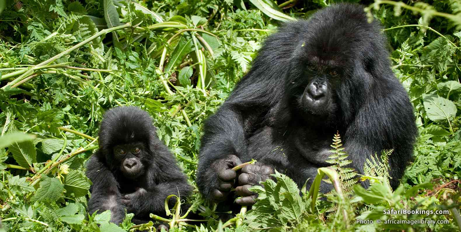 Mountain gorilla with baby in Volcanoes National Park