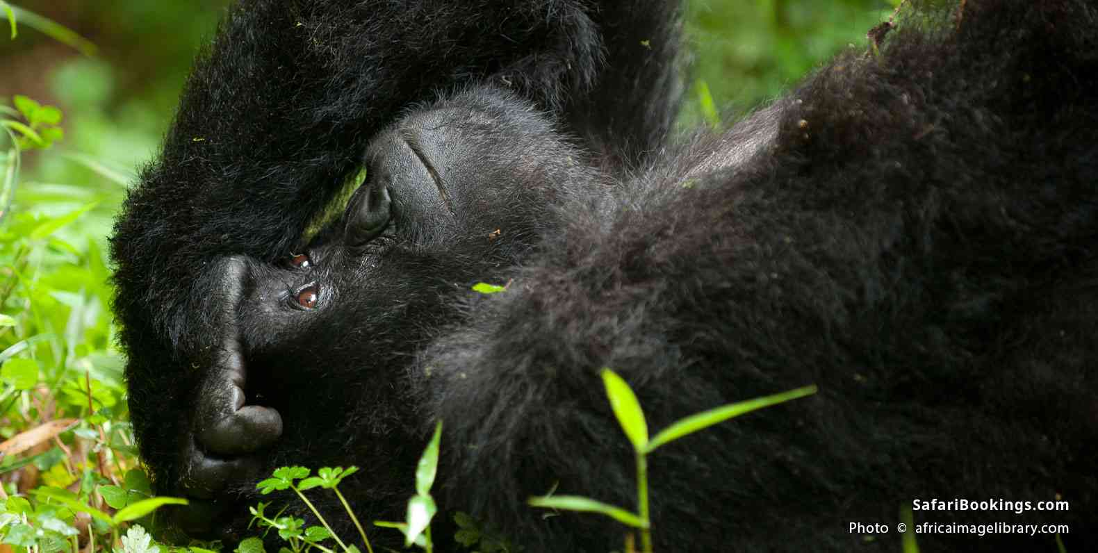 Mountain gorilla resting in Volcanoes National Park