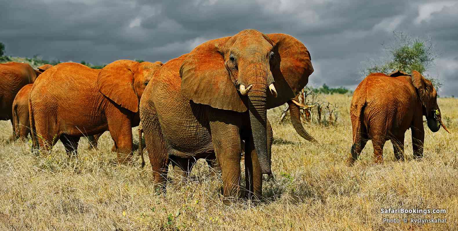 Elephants covered in red dust in Tsavo East National Park
