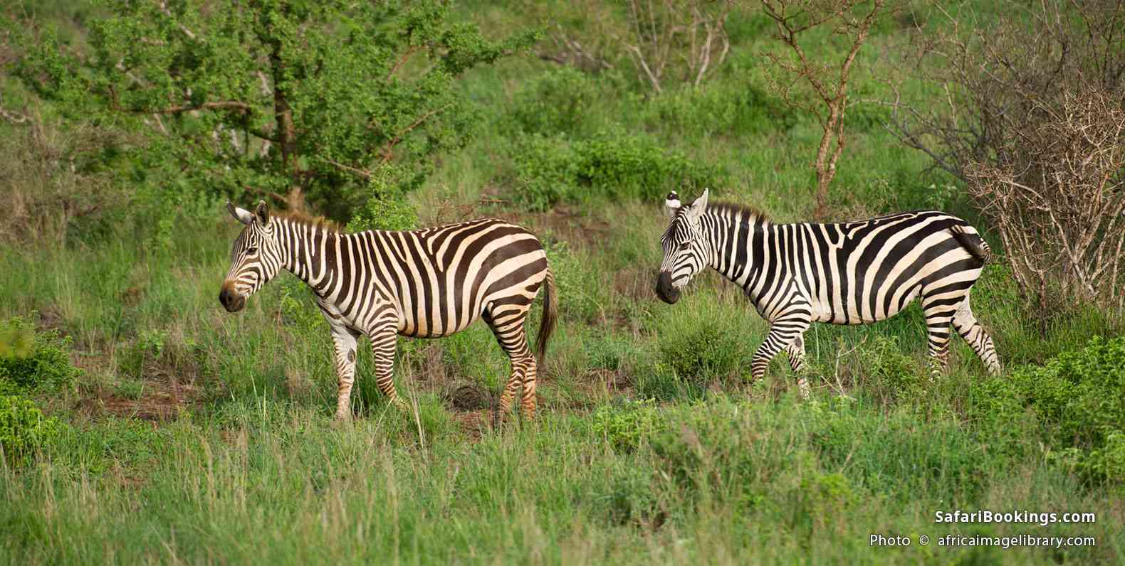 Plains zebras in Tsavo West National Park