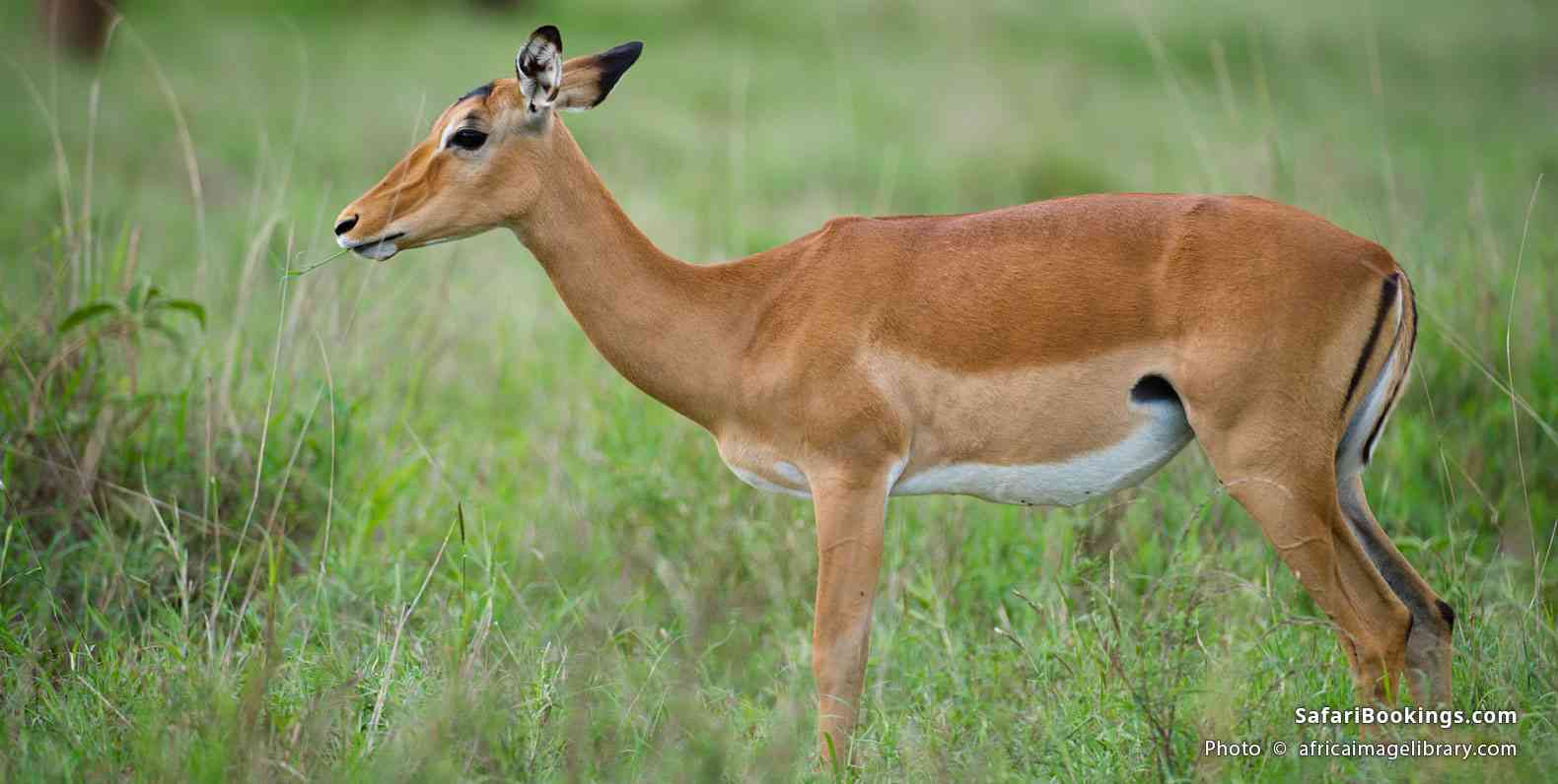 Impala in Taita Hills Wildlife Sanctuary