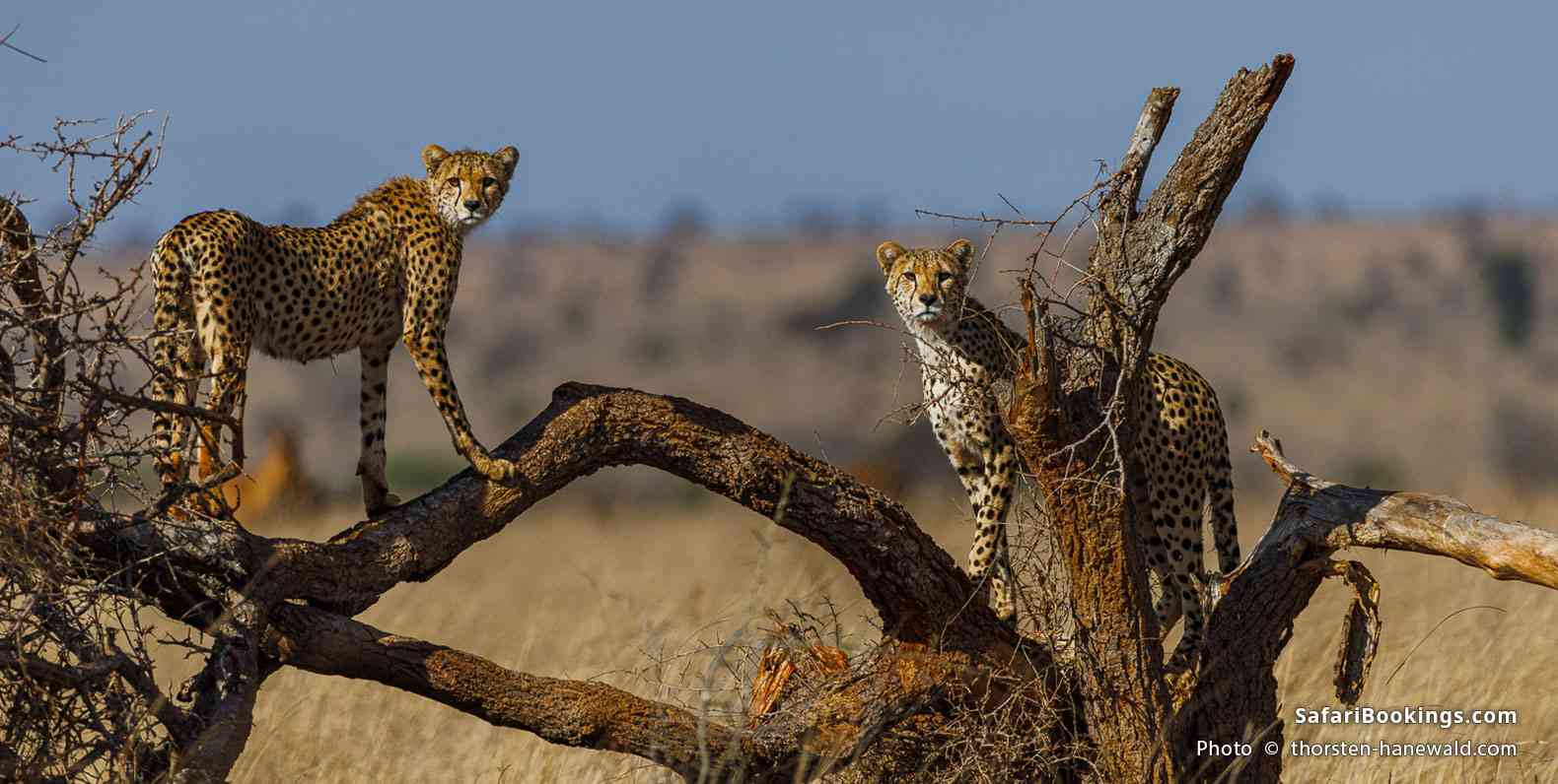 Cheetahs in Lumo Community Wildlife Conservancy