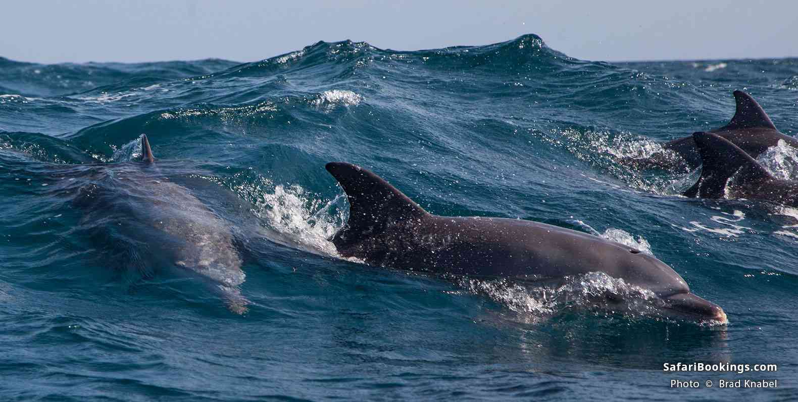 Dolphins in Kisite-Mpunguti Marine National Park