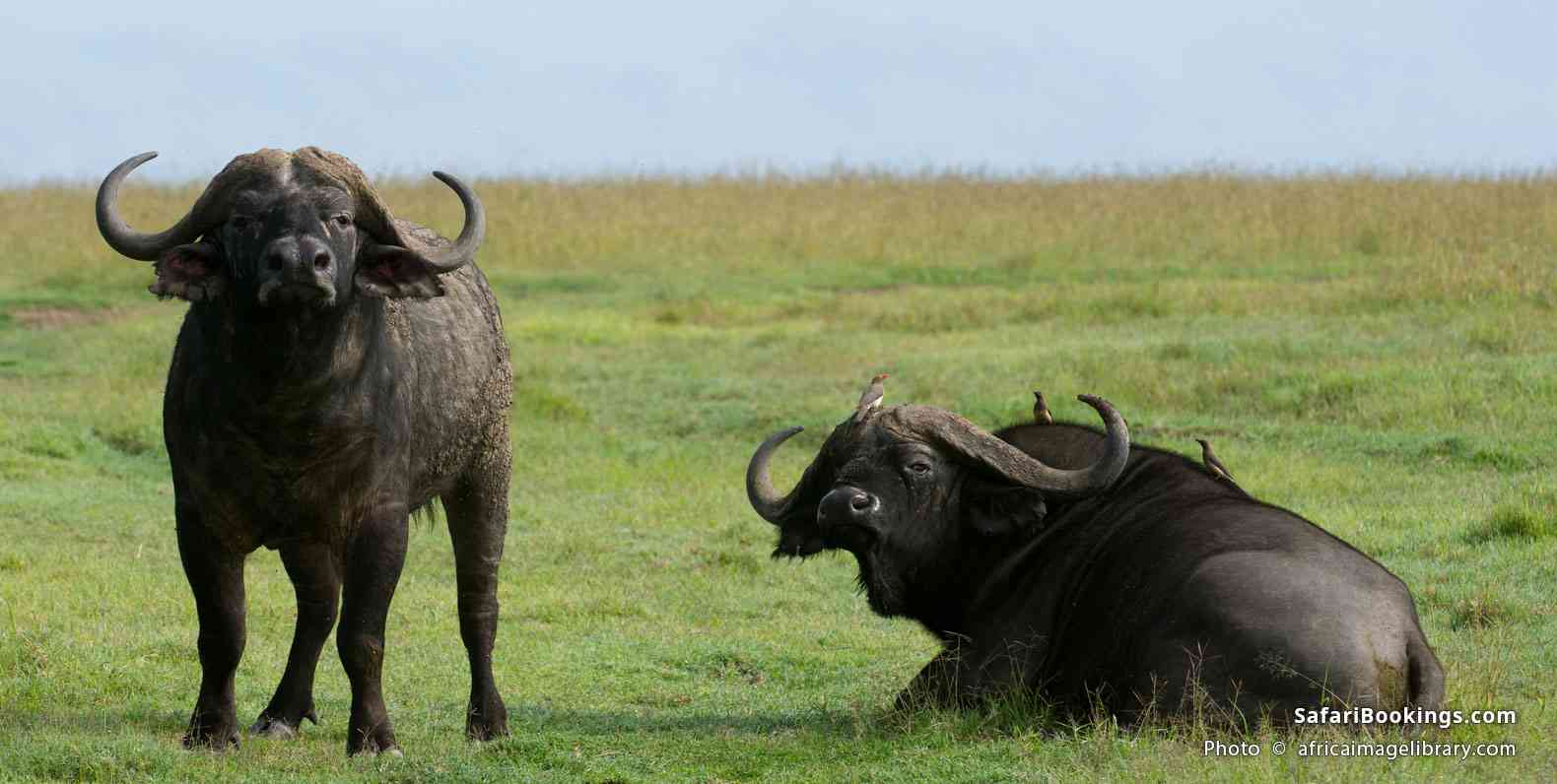 Buffalo