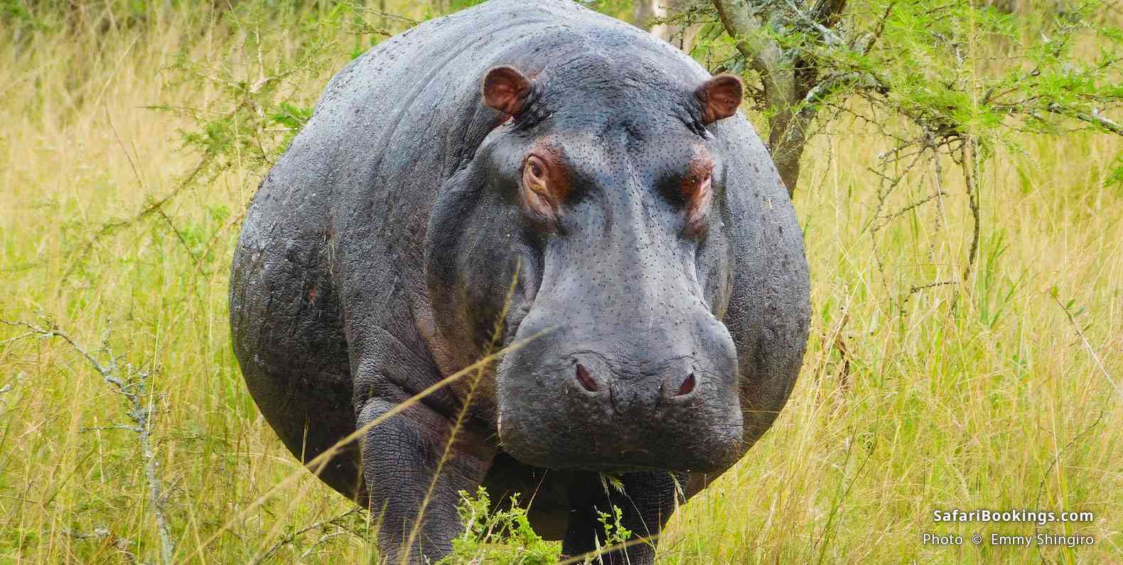 Hippo in Akagera National Park