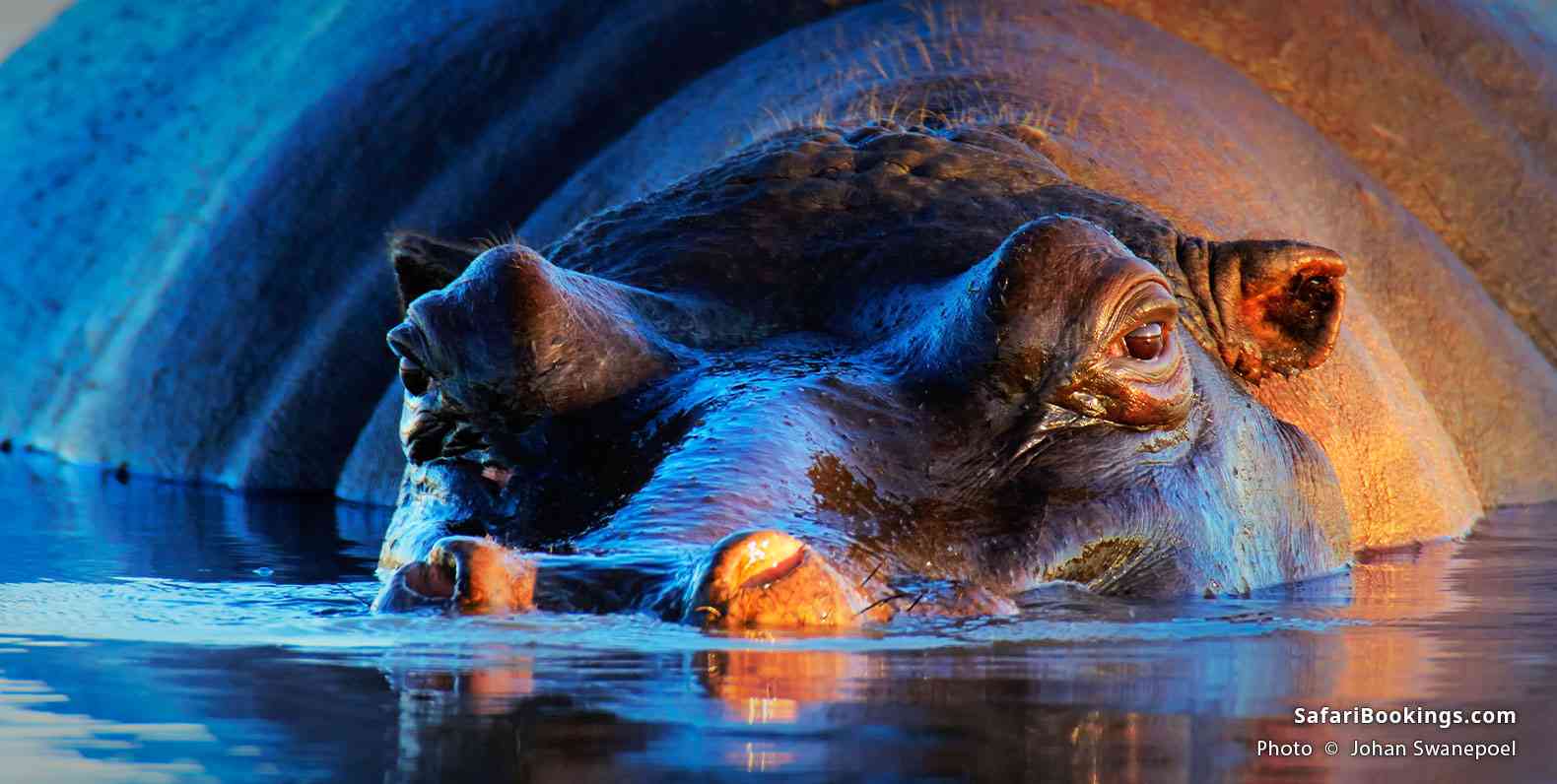 Hippopotamus lying in the water, Kruger National Park