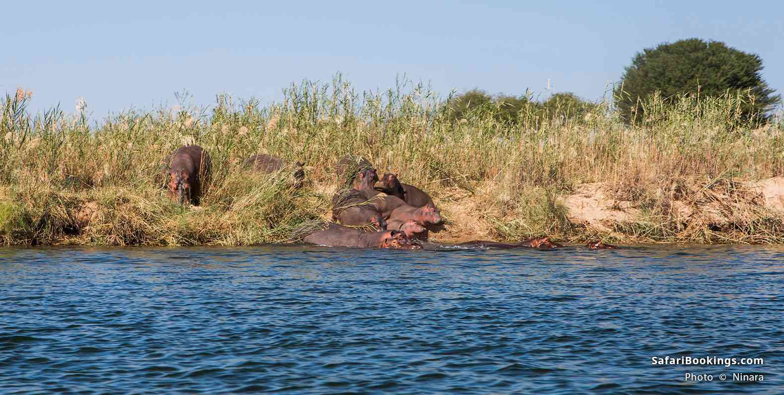 Hippos in Lower Zambezi National Park