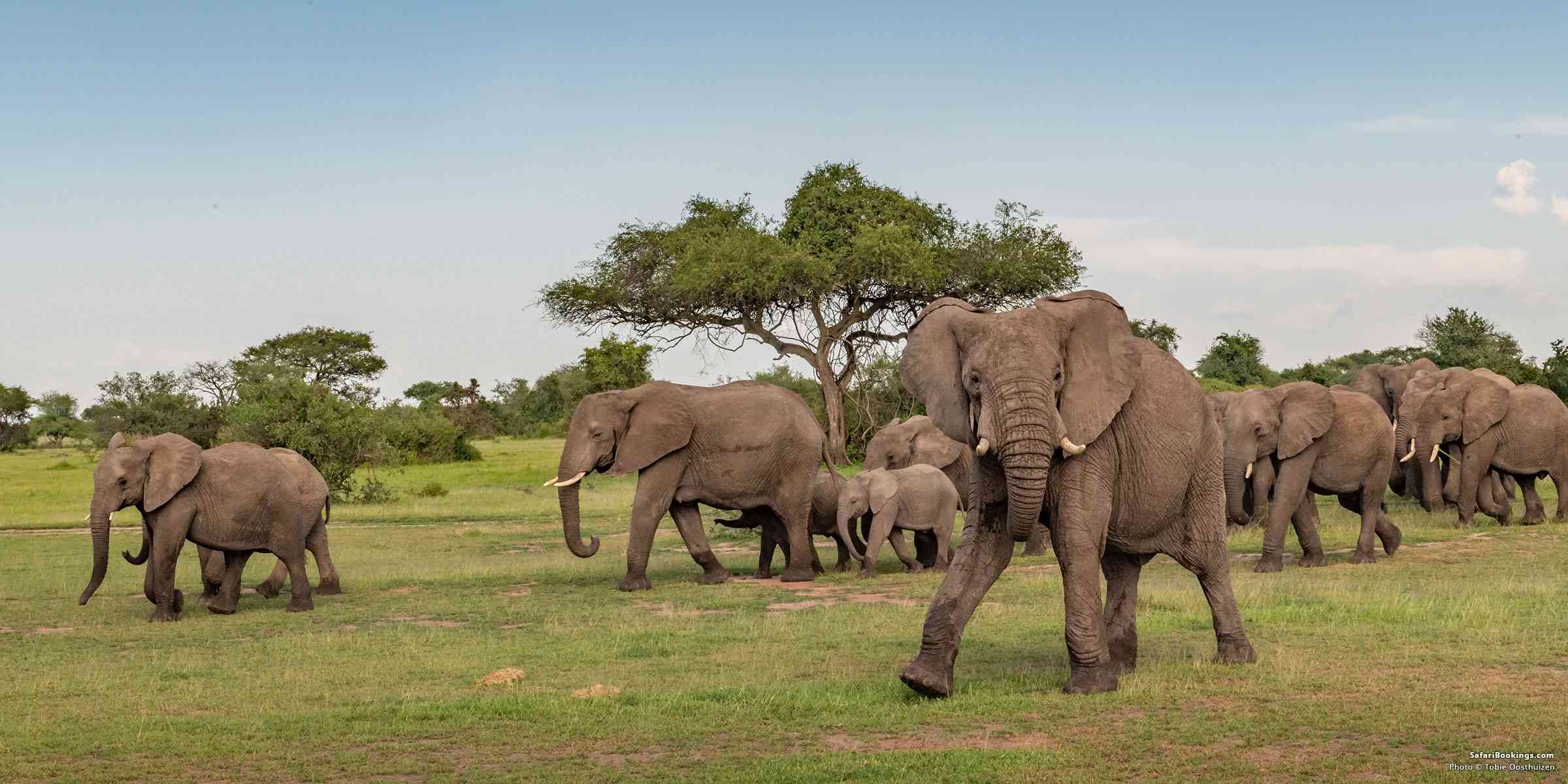 Serengeti vs Kruger: Which Is Better for an African Safari?