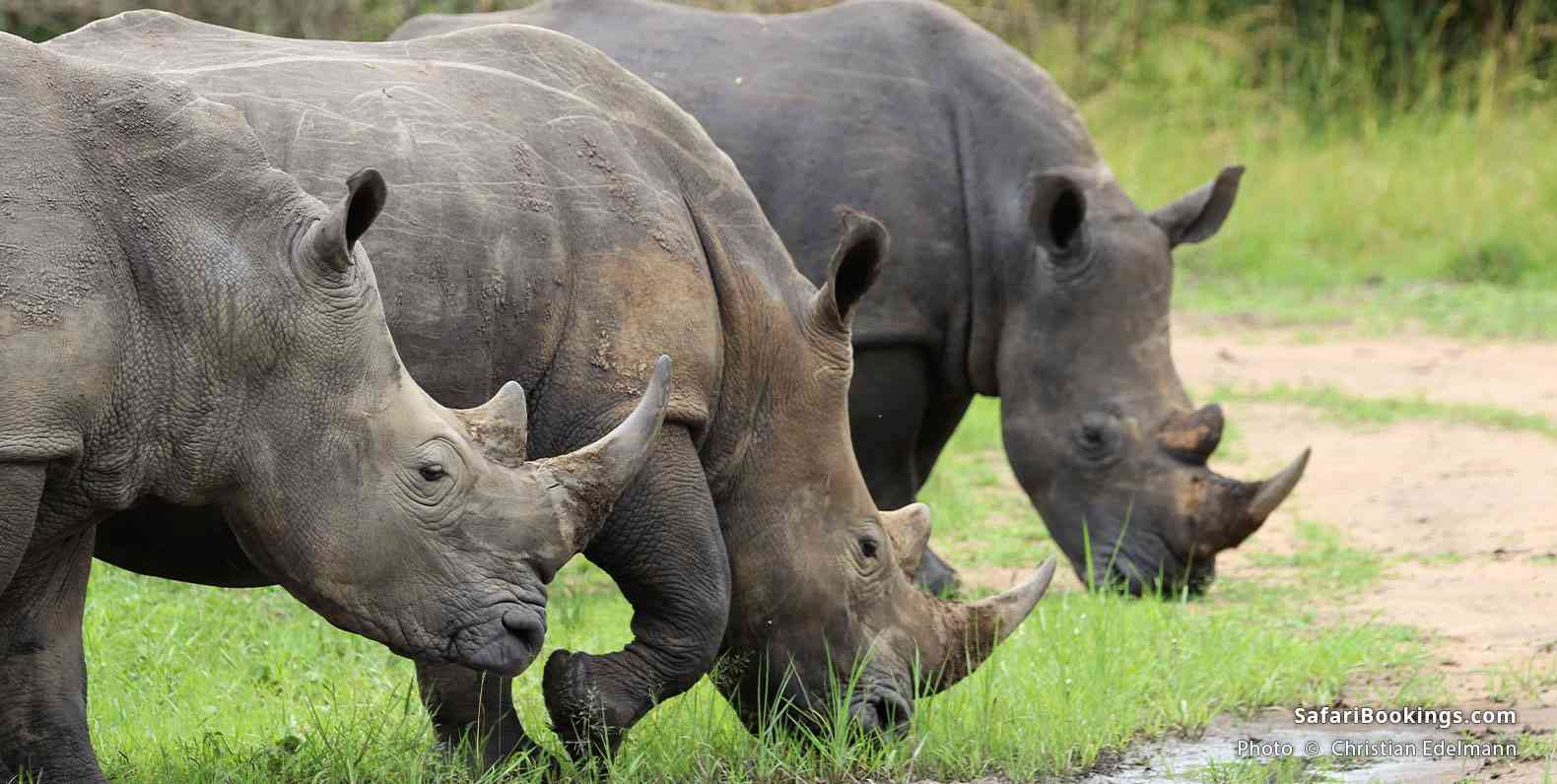 White rhinos at Ziwa Rhino and Wildlife Ranch