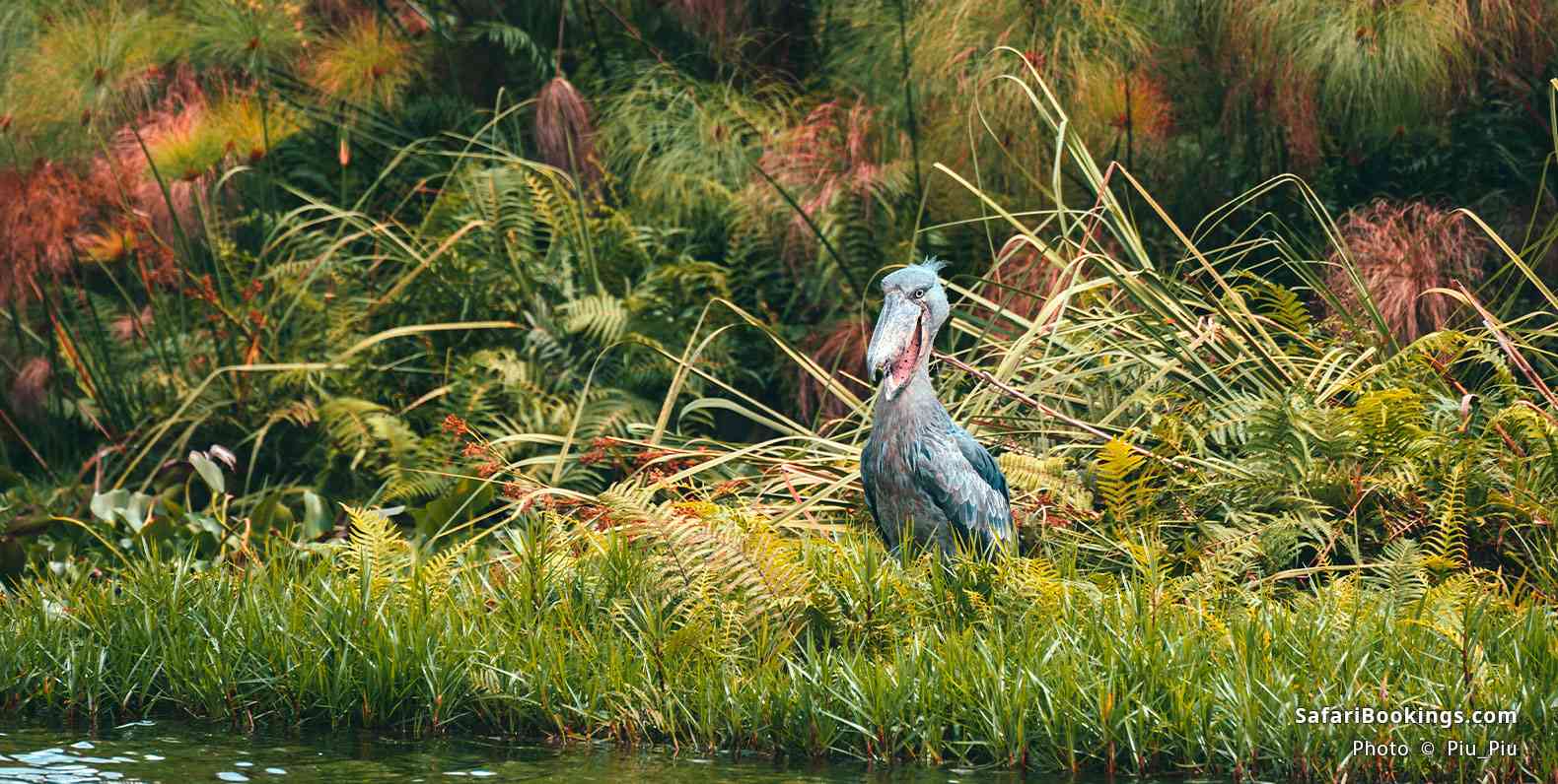 Shoebill in Mabamba Swamp