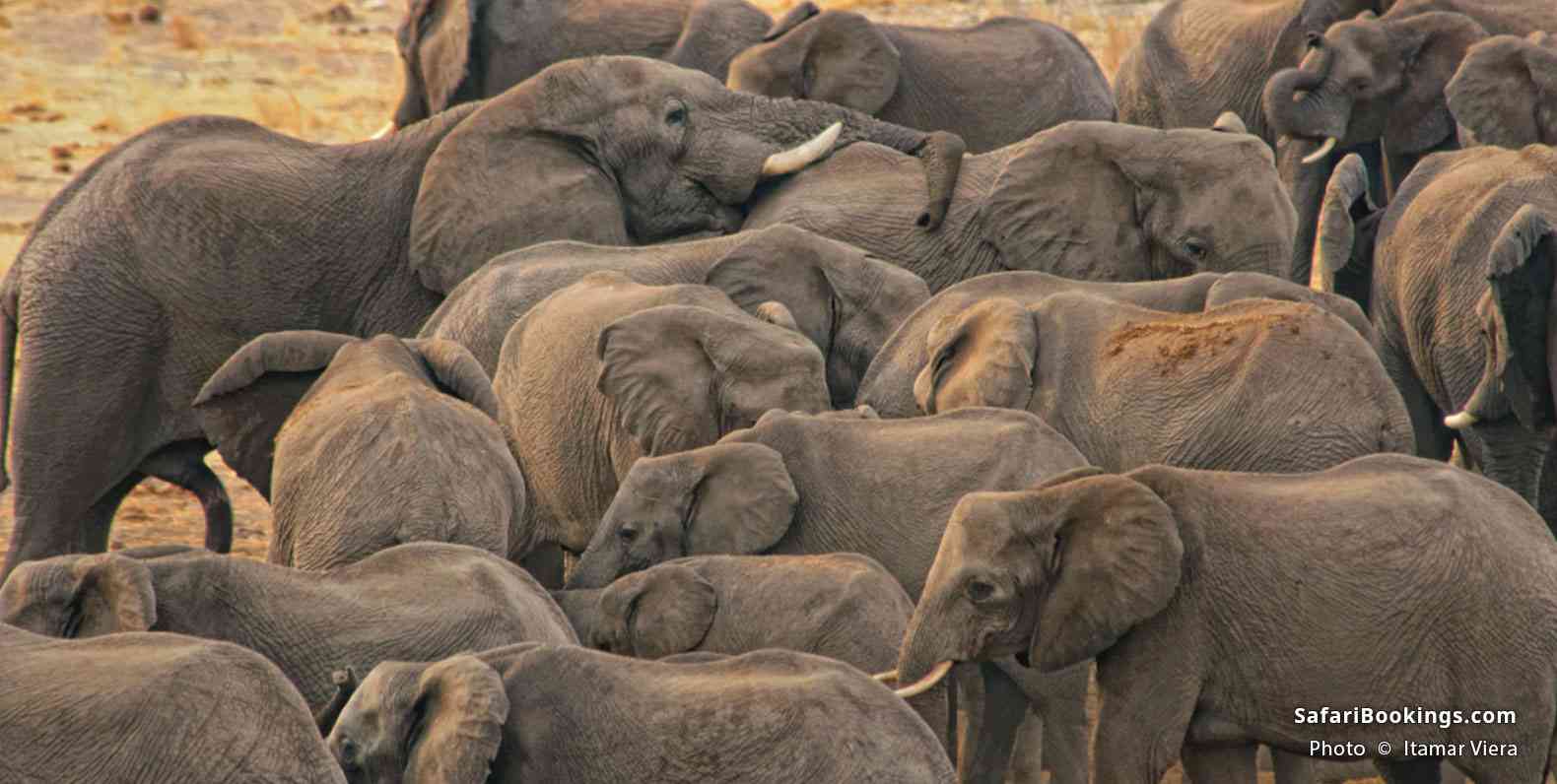 Herd of elephants in Khaudum