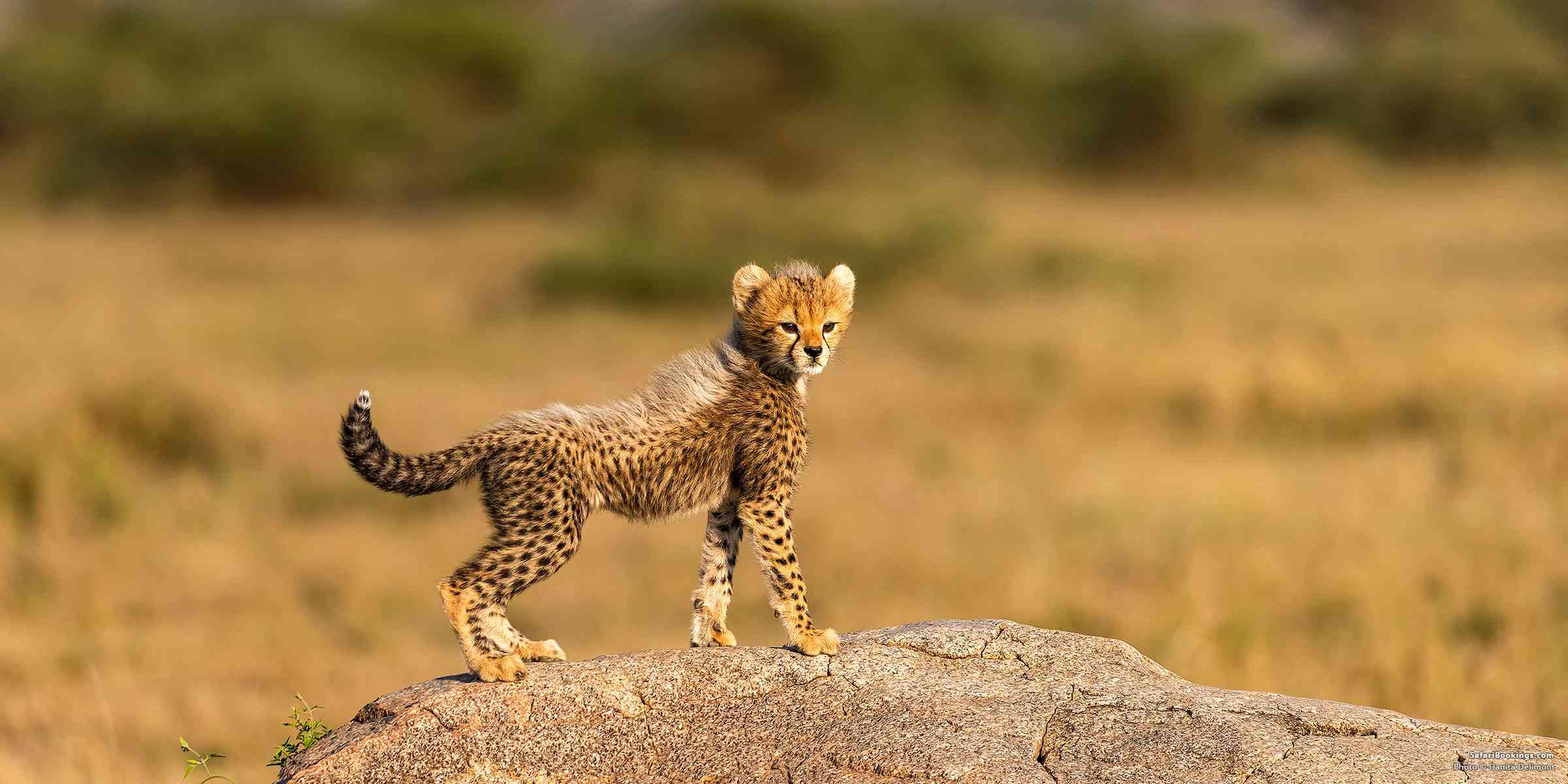 Guide to Visiting Serengeti National Park – All You Need To Know