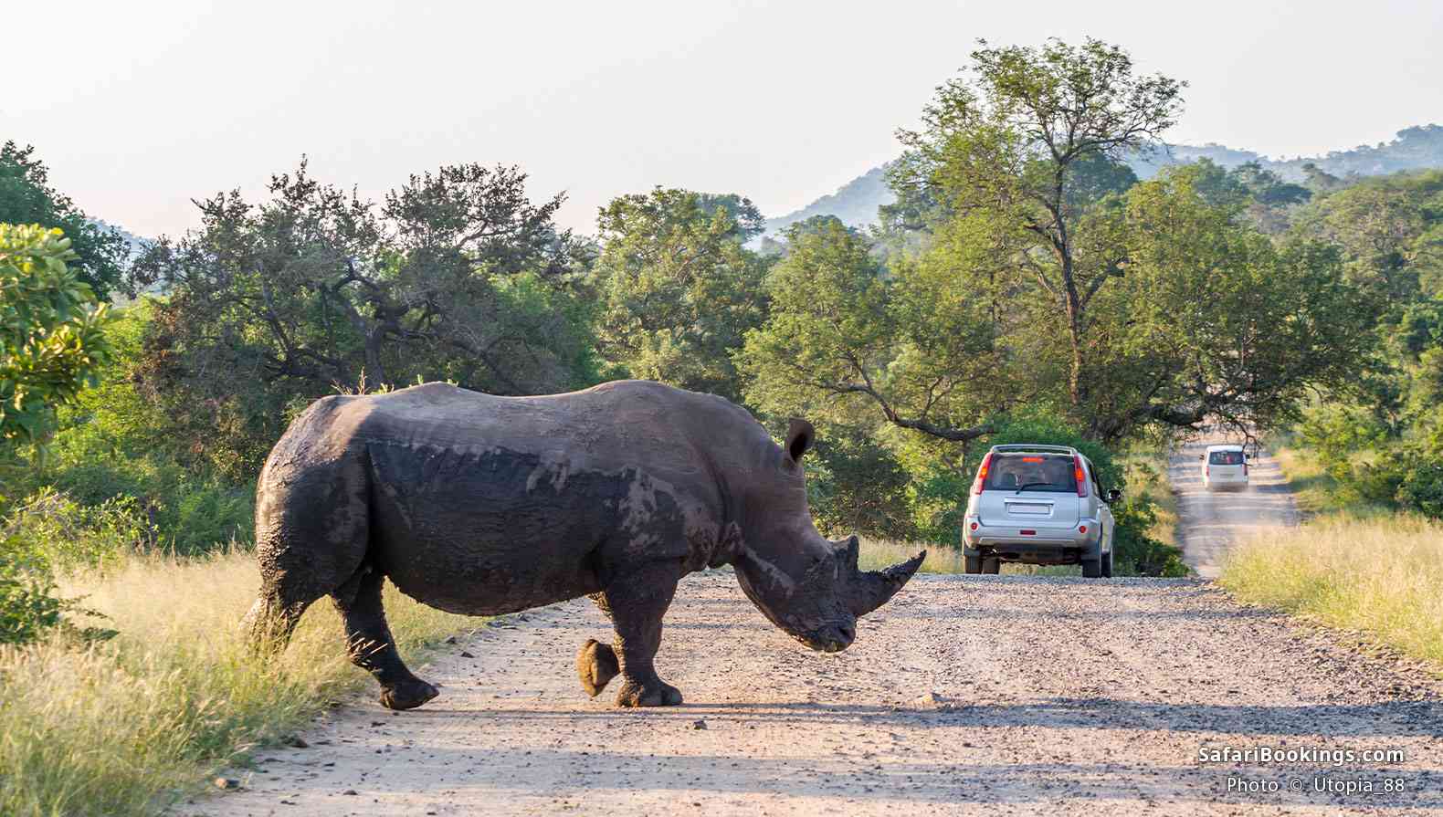 Rhino crossing a road with vehicles in Kruger National Park