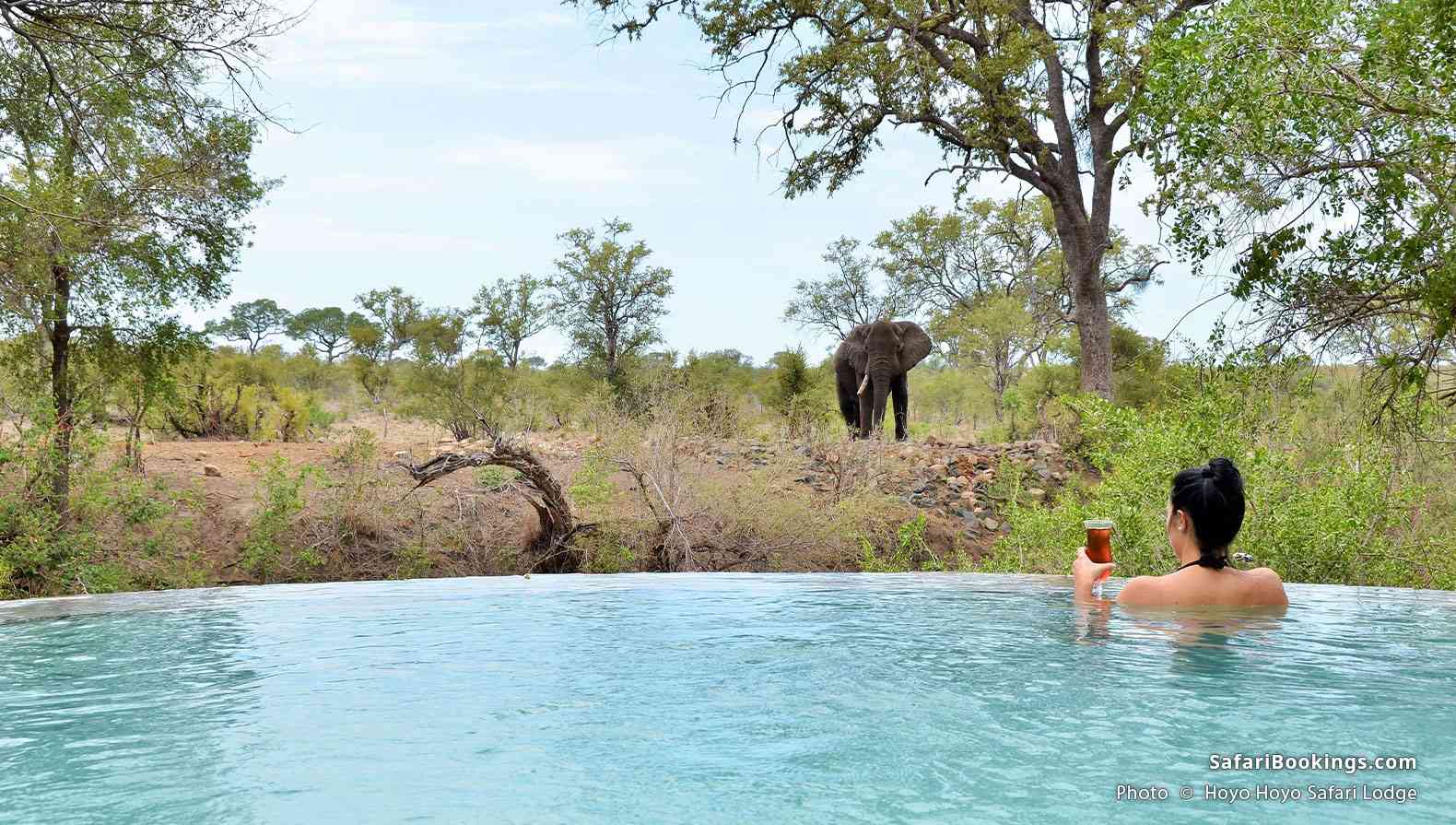 Traveler watching an elephant from a swimming pool at Hoyo Hoyo Safari Lodge