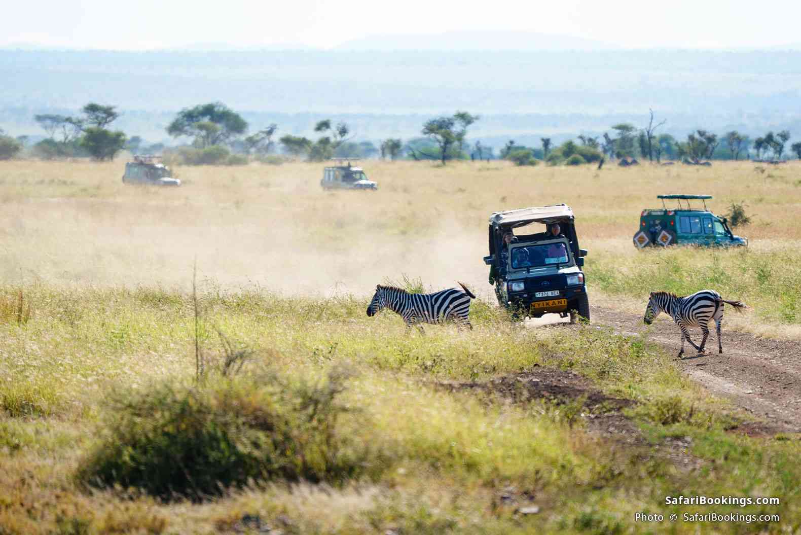 Safari vehicles and zebra