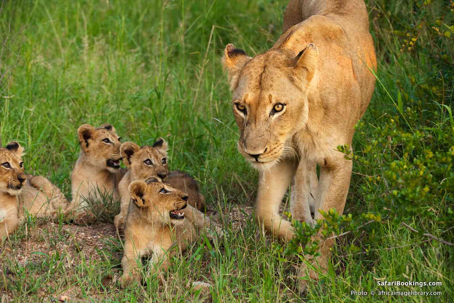 Lioness with cubs in Kruger National Park