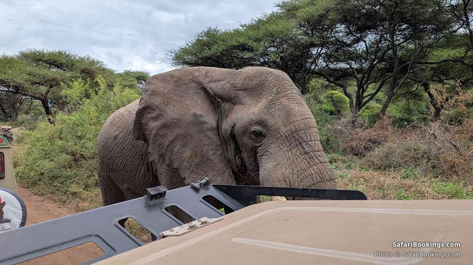 Elephant walking close to a safari vehicle