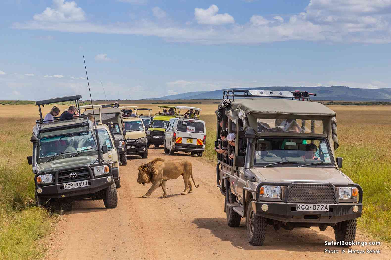 Safari vehicles and a lion in Masai Mara National Reserve