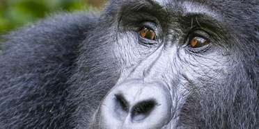 Top Rated Safari Tour Operators: Rwanda