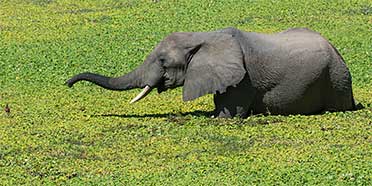 Top Rated Safari Tour Operators: Zambia