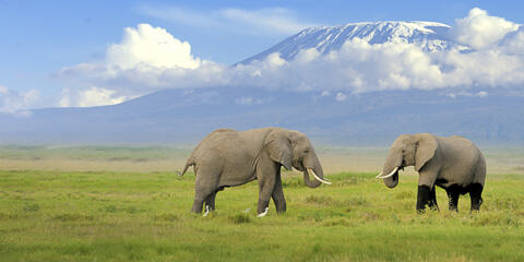 A Kenya Safari