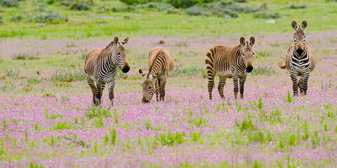 A South Africa Safari