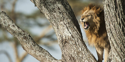 A Tanzania Safari