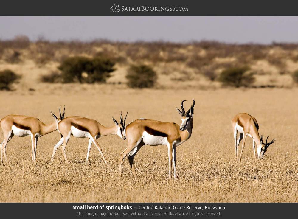 Small herd of springboks in Central Kalahari Game Reserve, Botswana