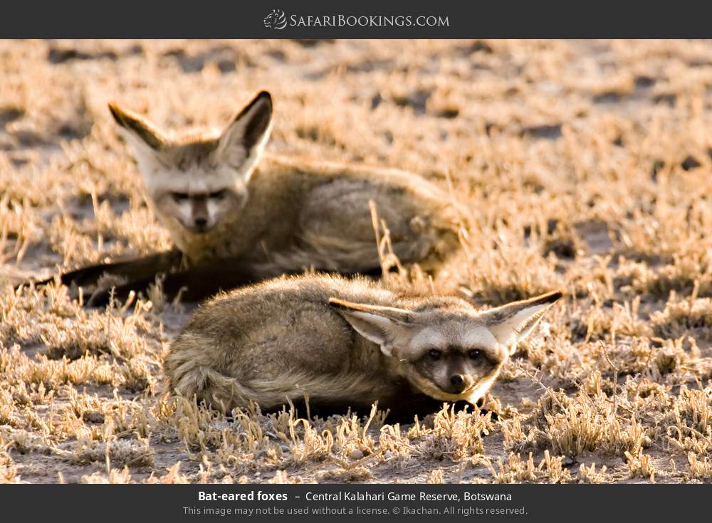 Bat-eared foxes in Central Kalahari Game Reserve, Botswana