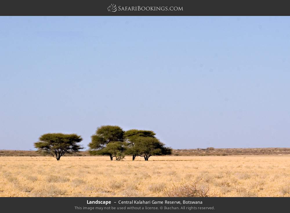 Kalahari landscape in Central Kalahari Game Reserve, Botswana