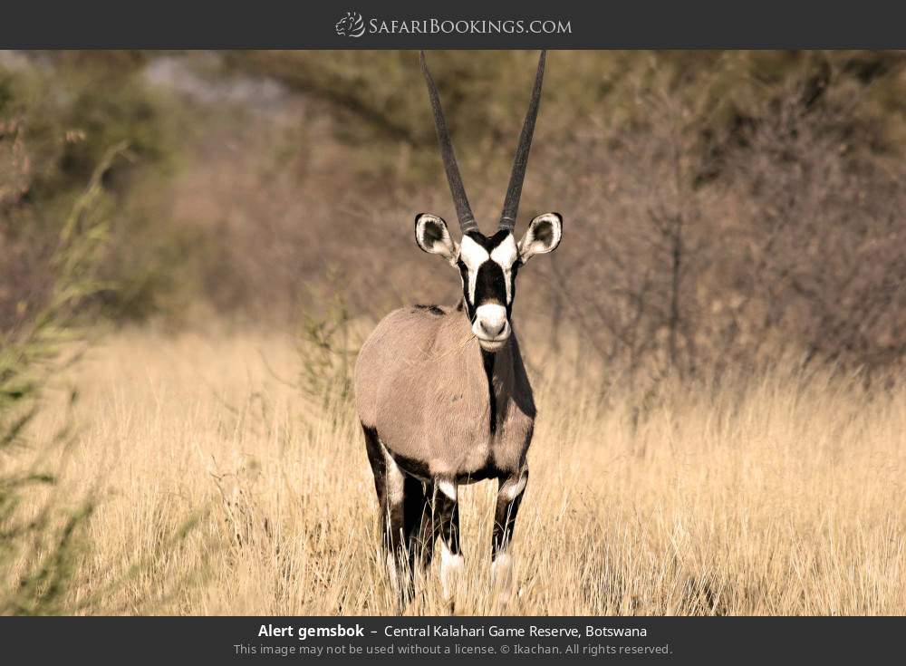Alert gemsbok in Central Kalahari Game Reserve, Botswana