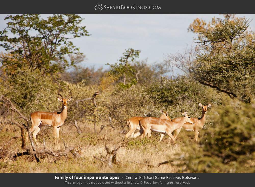 Family of four impalas in Central Kalahari Game Reserve, Botswana