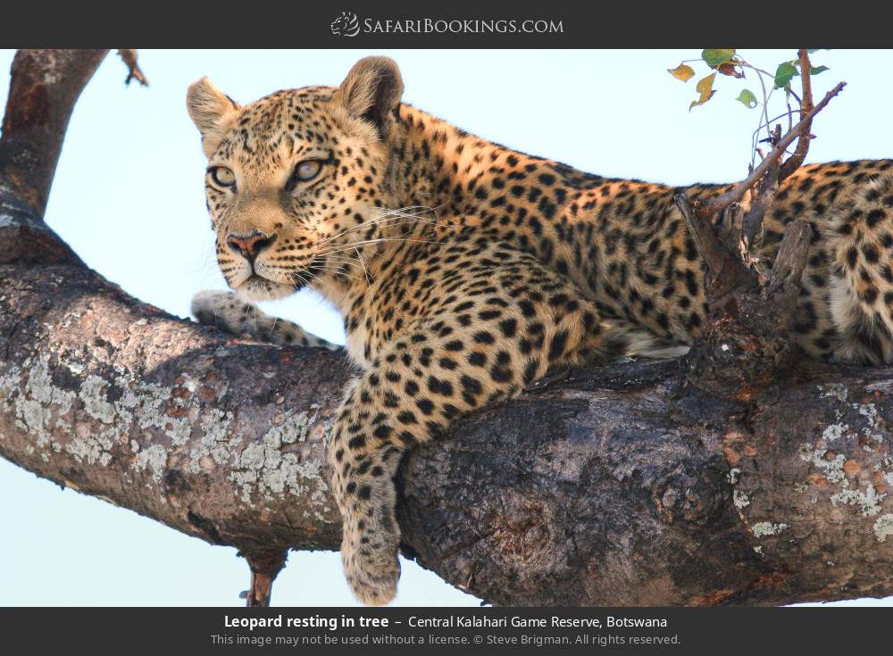 Leopard resting in tree in Central Kalahari Game Reserve, Botswana