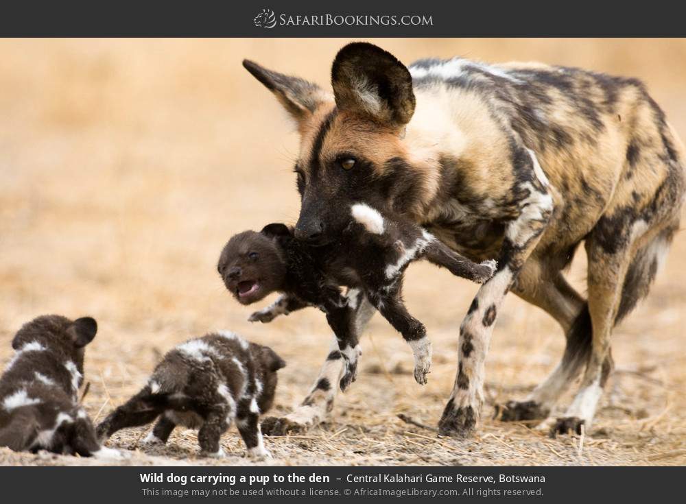 Wild dog carrying a pup to the den in Central Kalahari Game Reserve, Botswana