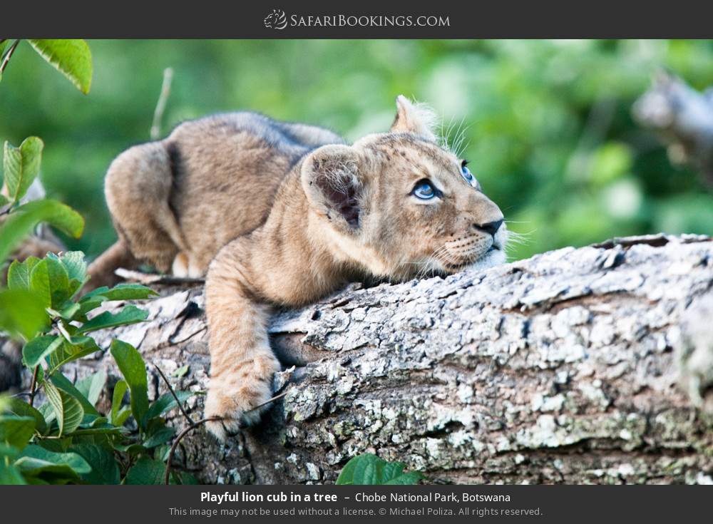 Playful lion cub in a tree in Chobe National Park, Botswana