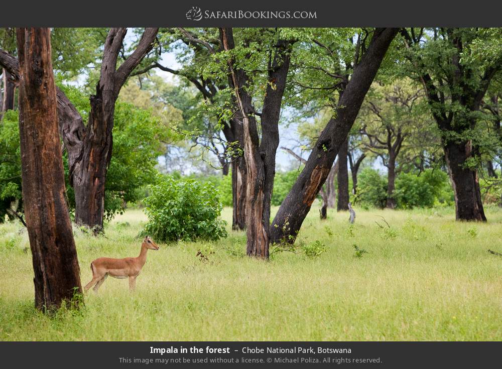 Impala in the forest in Chobe National Park, Botswana