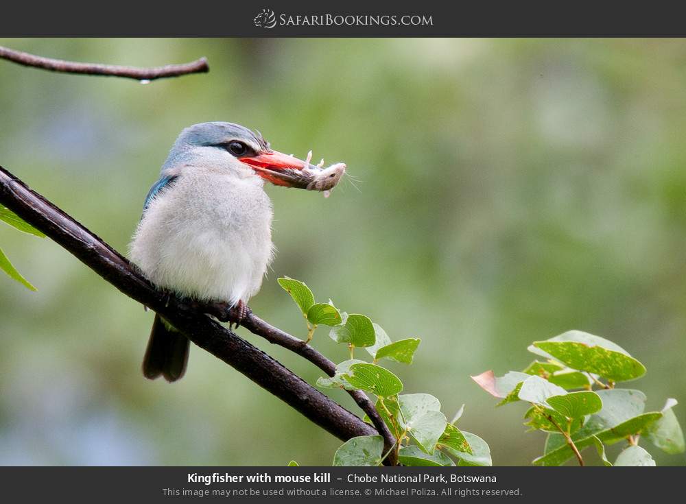 Kingfisher with mouse kill in Chobe National Park, Botswana