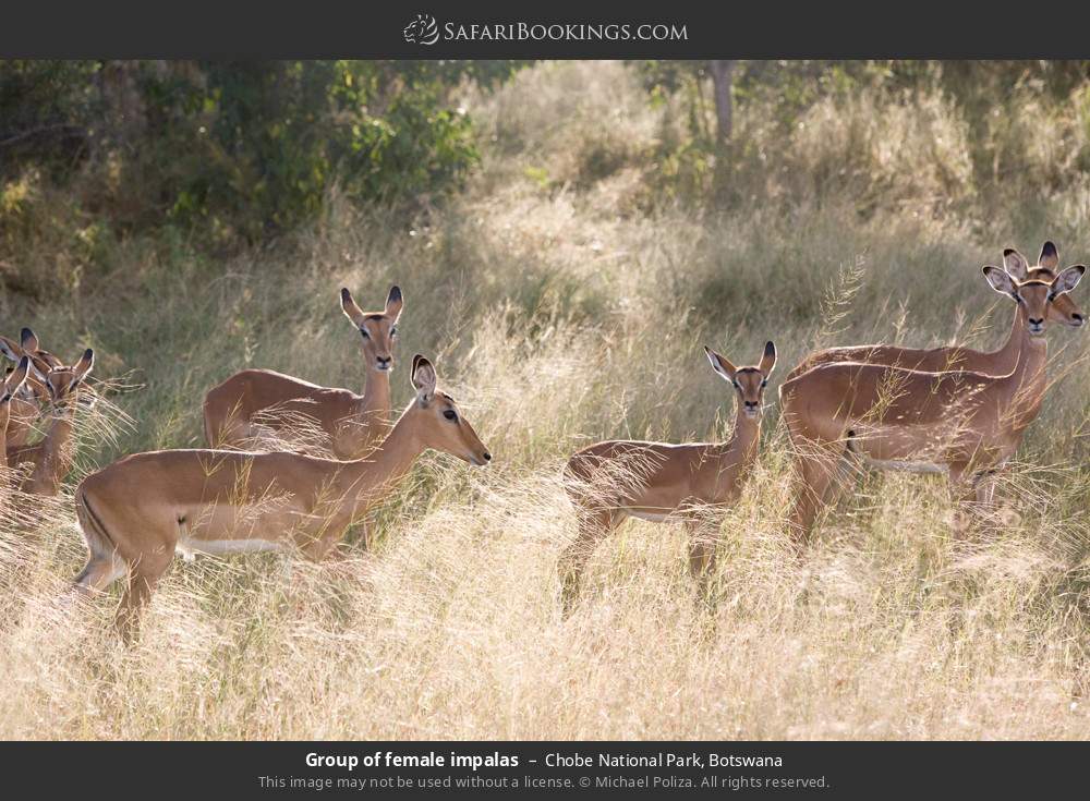 Herd of female impalas in Chobe National Park, Botswana