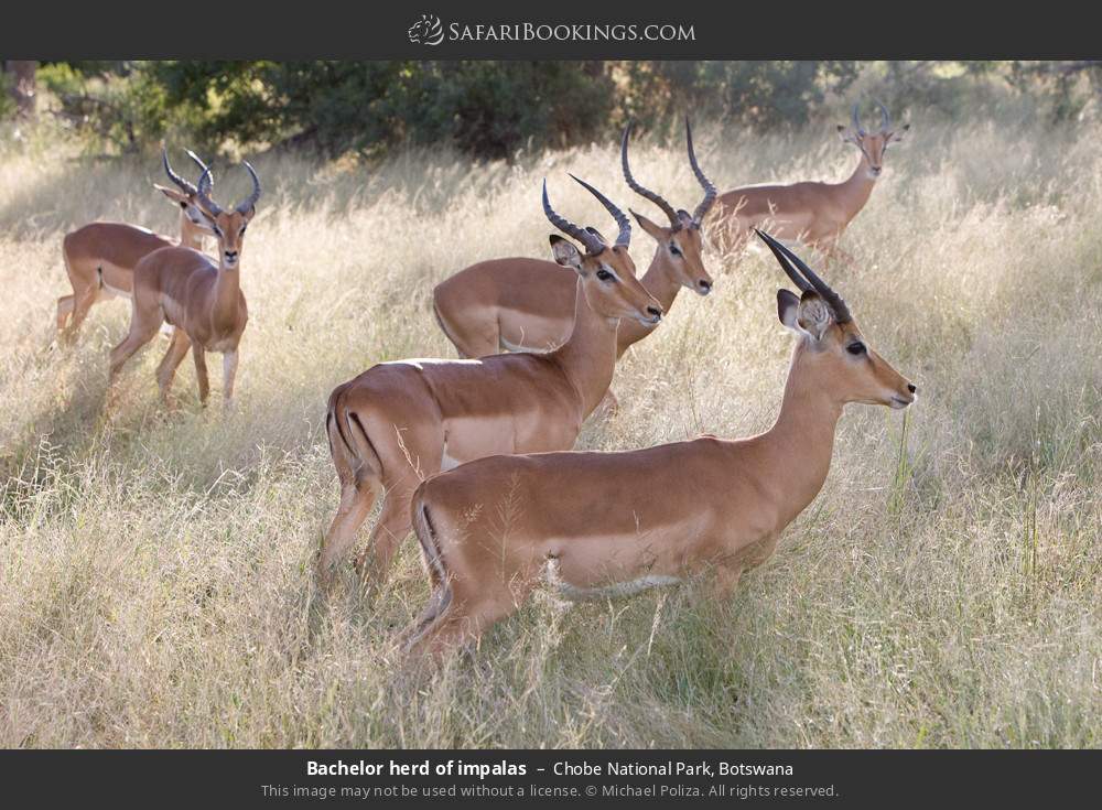 Bachelor herd of impalas in Chobe National Park, Botswana