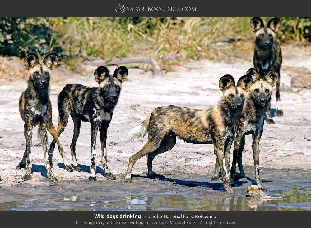 Wild dogs drinking in Chobe National Park, Botswana