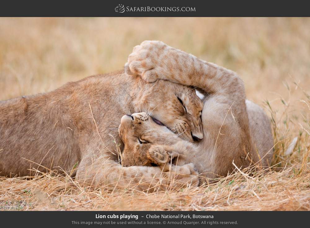Lion cubs playing in Chobe National Park, Botswana