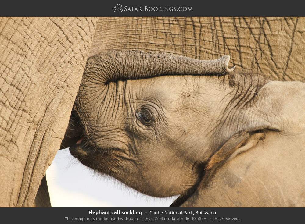Elephant calf suckling in Chobe National Park, Botswana