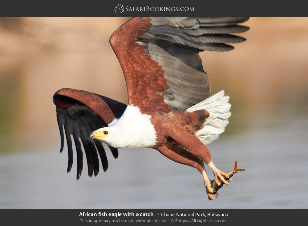 African fish eagle with a catch in Chobe National Park, Botswana