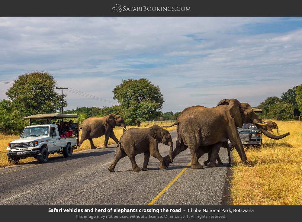 Safari vehicles and herd of elephants crossing the road in Chobe National Park, Botswana